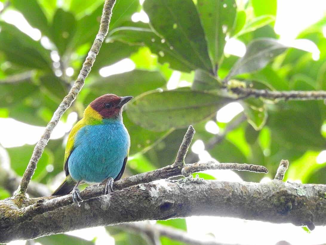 Fauna de la Orinoquia