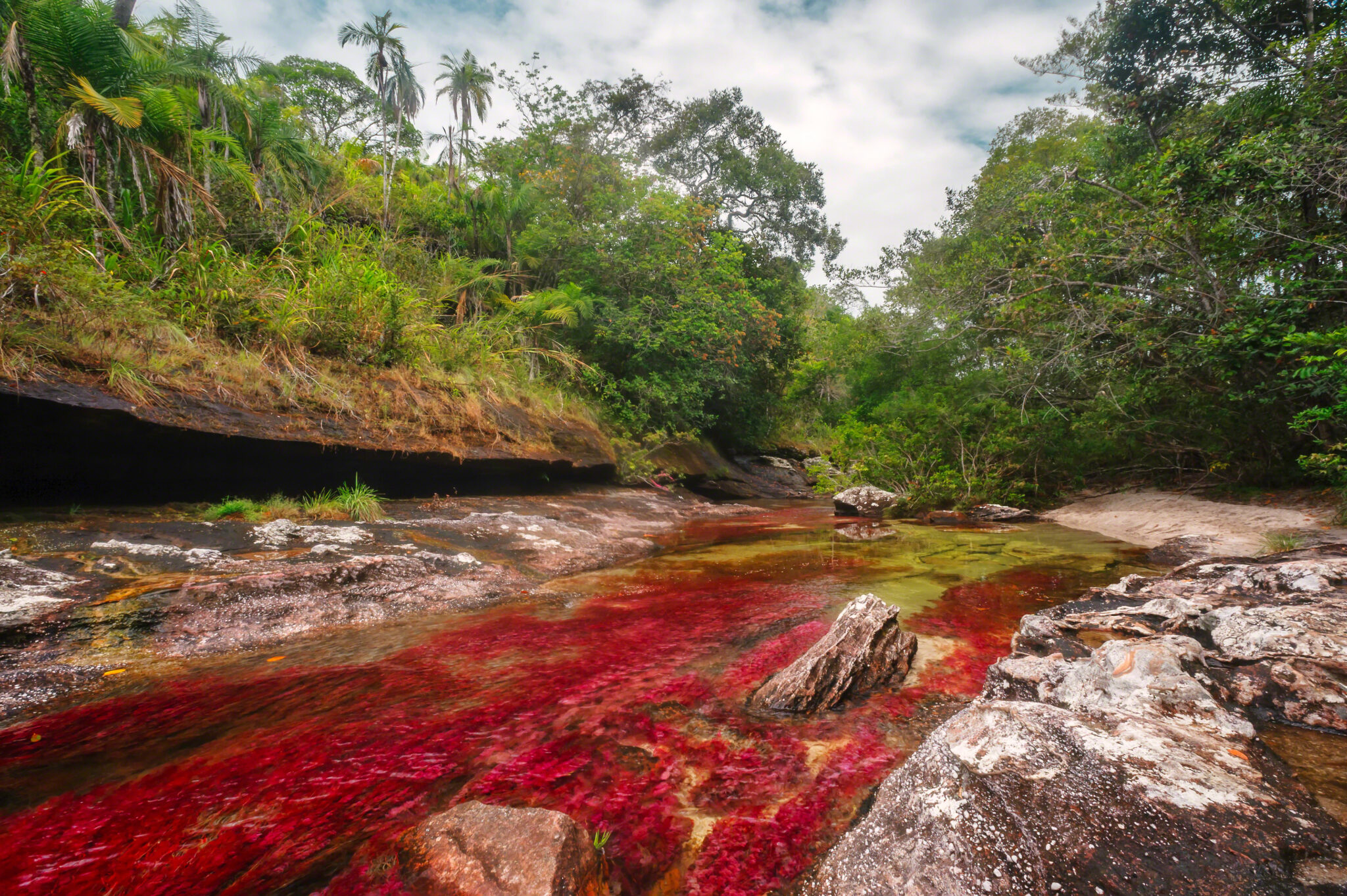 Caño Cristales y naturaleza del Meta